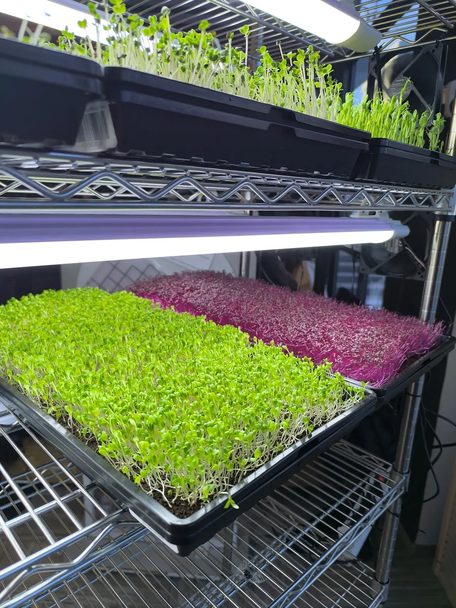 Grow rack with microgreens trays under lights at the EVEC office